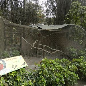 Aves de la Amazonia, golden pheasant exhibit - Parque Zoológico Huachipa