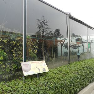 Two-toed sloth exhibit - Parque Zoológico Huachipa