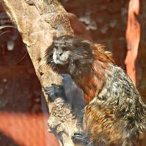 Brown-mantled tamarin - Parque Zoológico Huachipa