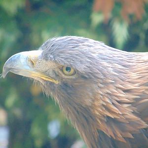 Golden Eagle