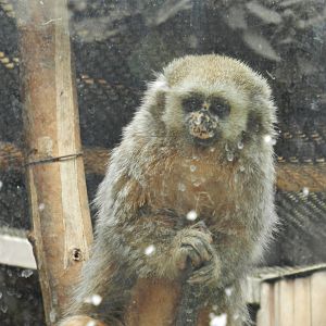 San Martin titi - Parque Zoológico Huachipa