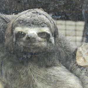 Three-toed sloth - Parque Zoológico Huachipa