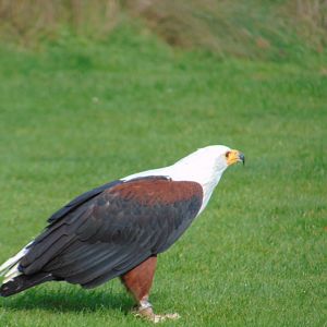 African Fish Eagle