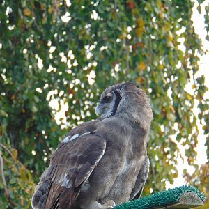 Verreaux's Eagle-owl