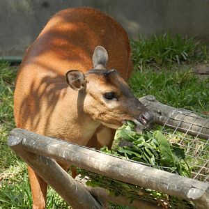 Red brocket deer - Parque Zoológico Huachipa