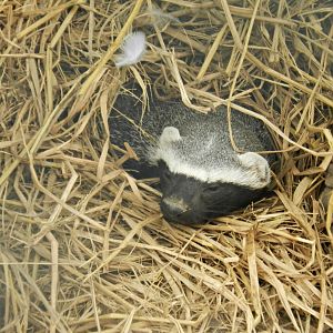 Lesser grison - Parque Zoológico Huachipa