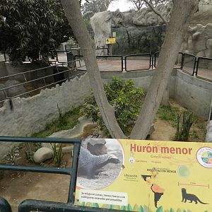 Lesser grison exhibit - Parque Zoológico Huachipa
