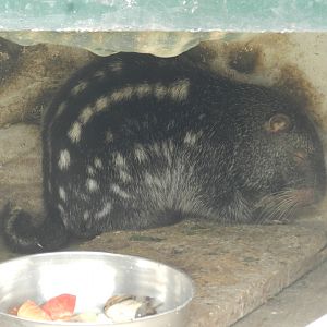 Pacarana - Parque Zoológico Huachipa
