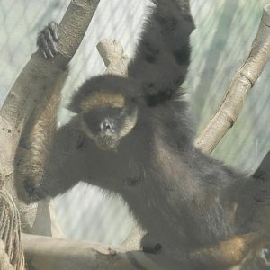 White-bellied spider monkey - Parque Zoológico Huachipa