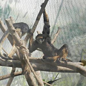 White-bellied spider monkeys - Parque Zoológico Huachipa