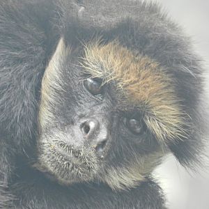 White-bellied spider monkey - Parque Zoológico Huachipa