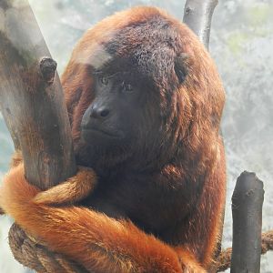 Red howler monkey - Parque Zoológico Huachipa