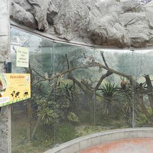 Red howler monkey exhibit - Parque Zoológico Huachipa