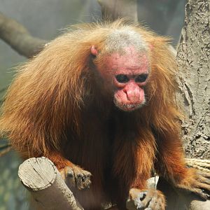 Bald uakari - Parque Zoológico Huachipa