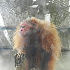 Bald uakari - Parque Zoológico Huachipa