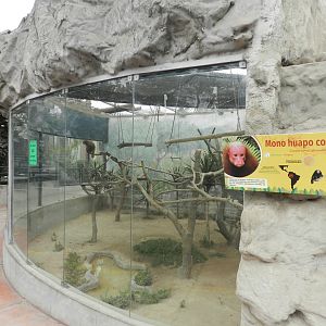 Bald uakari exhibit - Parque Zoológico Huachipa