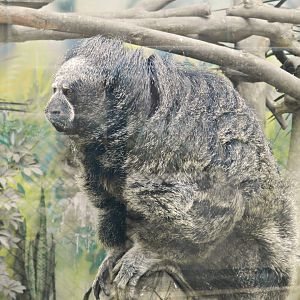 Miller's saki - Parque Zoológico Huachipa