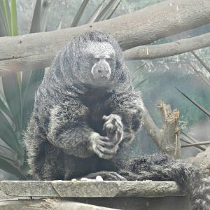Miller's saki - Parque Zoológico Huachipa