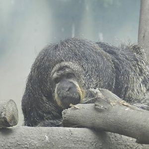 Miller's saki - Parque Zoológico Huachipa