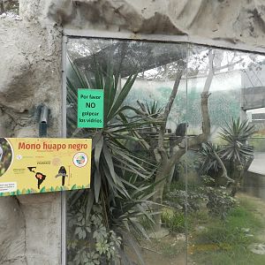 Miller's saki exhibit - Parque Zoológico Huachipa