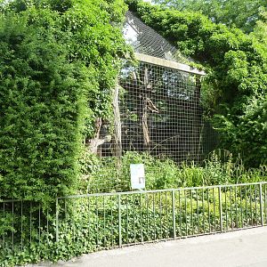 Raubtierhaus -  North Chinese leopard exhibit