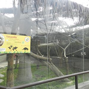 Tamandua exhibit - Parque Zoológico Huachipa