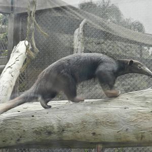 Tamandua - Parque Zoológico Huachipa