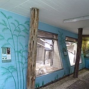 Affenhaus - Collared mangabey exhibit