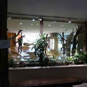 Affenhaus - Chimpansee indoors