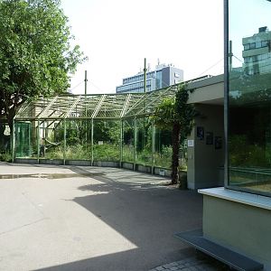 Affenhaus - Chimpansee outdoors