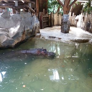 Dickhäuterhaus - Hippo enclosure