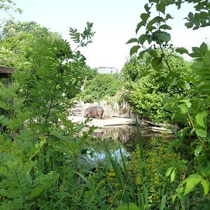 Dickhäuterhaus - Hippo pool