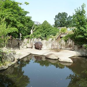 Dickhäuterhaus - Hippo pool