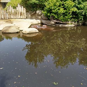 Common hippo (Hippopotamus amphibius)