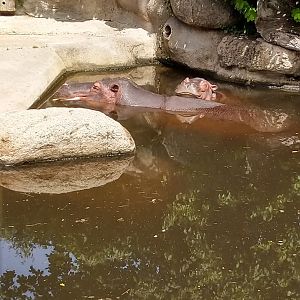 Common hippo (Hippopotamus amphibius)