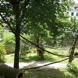 Nepalese red panda enclosure