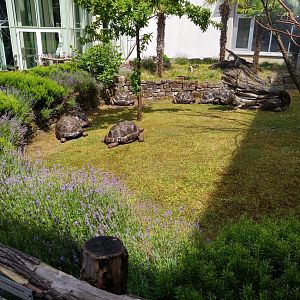 Exotenhaus - Aldabra giant tortoise summertime enclosure