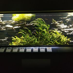 Exotenhaus - Cichlid aquarium