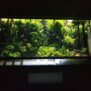 Exotenhaus - New Guinea aquarium