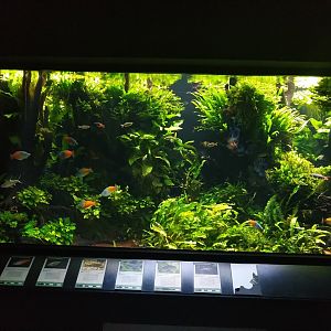 Exotenhaus - New Guinea aquarium