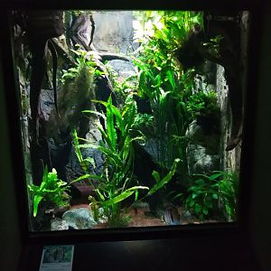 Exotenhaus - Rio Negro aquarium