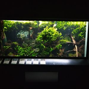 Exotenhaus - Silver Dollar fish aquarium