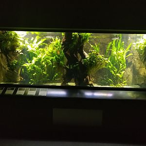 Exotenhaus - Tiger oscar aquarium