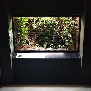 Exotenhaus - Tricolor parrotfinch and yellow-marginated box turtle viewing window