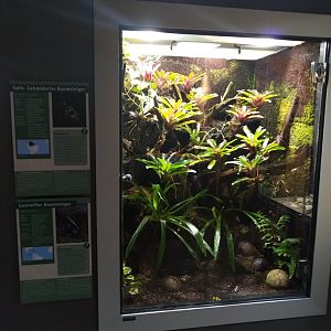 Exotenhaus - Yellow banded dart frog & Golfoducean poison arrow frog terrarium