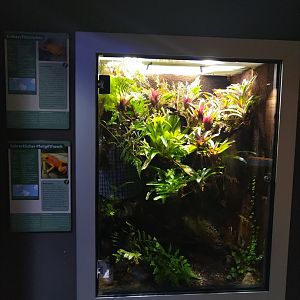 Exotenhaus - Golden poison frog & Strawberry poison dart frog terrarium