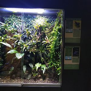 Exotenhaus - Brazil nut poison frog, Green & black poison frog, blue poison dart frog, blessed poison frog terrarium