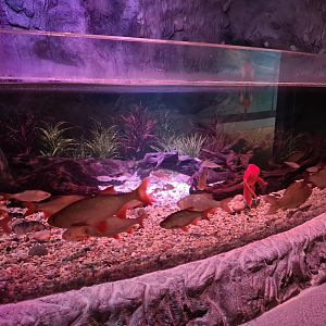 First room - Bottom tank