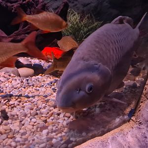 First room - European carp