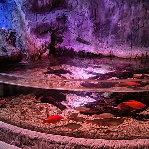 First room - Bottom tank